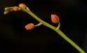 Orchidee / Orchid Orchidee / Orchid