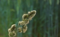 Grashalm / Blade of Grass Grashalm / Blade of Grass
