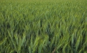 Gerstenfeld / Field of Garley Gerstenfeld / Field of Garley
