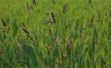Graeser / Herbage Graeser / Herbage