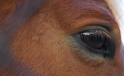 Pferdeauge / Horse Eye Pferdeauge / Horse Eye
