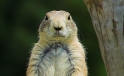 Praeriehund / Prairie Dog Praeriehund / Prairie Dog