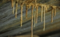 Kleine Stalaktiten in der Seidenspinnerei Jakobstal bei Buelach / Little Stalactites in Silk Mill Jonental near Buelach Kleine Stalaktiten in der Seidenspinnerei Jakobstal bei Buelach / Little Stalactites in Silk Mill Jonental near Buelach