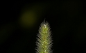 Grashalm / Blade of Grass Grashalm / Blade of Grass