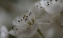 Blueten / Bloom Blueten / Bloom