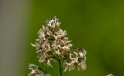 Grashalm / Blade of Grass Grashalm / Blade of Grass