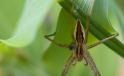 Spinne / Spider Spinne / Spider