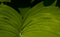 Blaetter / Leaves Blaetter / Leaves