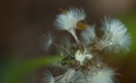 Loewenzahn / Dandelion Loewenzahn / Dandelion