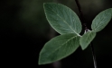 Blaetter / Leaves Blaetter / Leaves