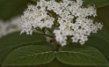 Blueten / Bloom Blueten / Bloom