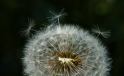 Loewenzahn / Dandelion Loewenzahn / Dandelion