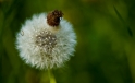 Loewenzahn / Dandelion Loewenzahn / Dandelion