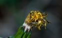 Loewenzahn / Dandelion Loewenzahn / Dandelion