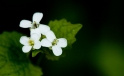 Blueten / Bloom Blueten / Bloom