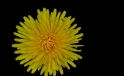 Loewenzahn / Dandelion Loewenzahn / Dandelion