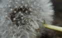 Loewenzahn / Dandelion Loewenzahn / Dandelion
