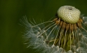 Loewenzahn / Dandelion Loewenzahn / Dandelion
