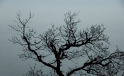 Baum im Gegenlicht / Tree in Backlight Baum im Gegenlicht / Tree in Backlight