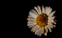 Gaensebluemchen / Daisy Gaensebluemchen / Daisy