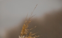 Schilf / Reed @ Lago di Origlio Schilf / Reed @ Lago di Origlio