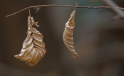 BuchenBlaetter / BeechTreeLeaves BuchenBlaetter / BeechTreeLeaves