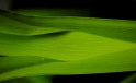 Blatt / Leaf in Masoala Hall @ Zoo Zuerich Blatt / Leaf in Masoala Hall @ Zoo Zuerich