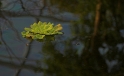 Schwimmpflanze / Floating Plant Schwimmpflanze / Floating Plant