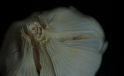Knoblauch / Garlic Knoblauch / Garlic