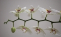 Orchideen in Reih und Glied / Orchids in Order Orchideen in Reih und Glied / Orchids in Order
