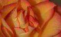 Rose im Morgentau / Rose in Morning Dew Rose im Morgentau / Rose in Morning Dew