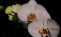 Orchidee / Orchid Orchidee / Orchid