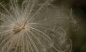Detail einer Pflanze / Detail of a plant Detail einer Pflanze / Detail of a plant