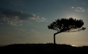 Pinienbaum in Sardinien / Pinetree in Sardegna Italy Pinienbaum in Sardinien / Pinetree in Sardegna Italy
