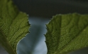 Kuerbisblatt / Pumpkin Leaf Kuerbisblatt / Pumpkin Leaf