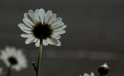 Gaensebluemchen / Daisy Gaensebluemchen / Daisy